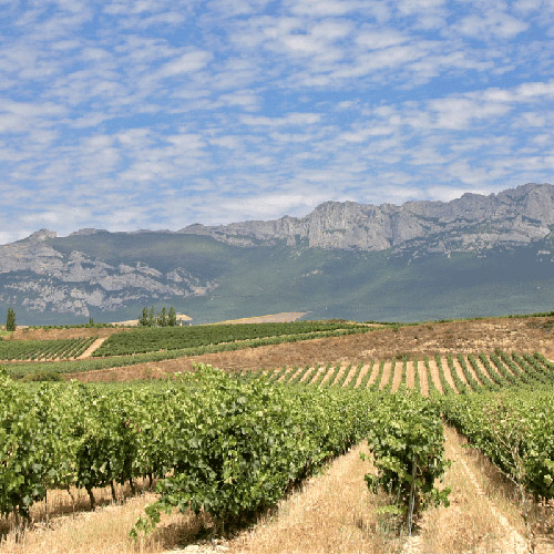 Ruta de senderismo por viñedos y lagunas de la Rioja Alavesa que comienza en Laguardia