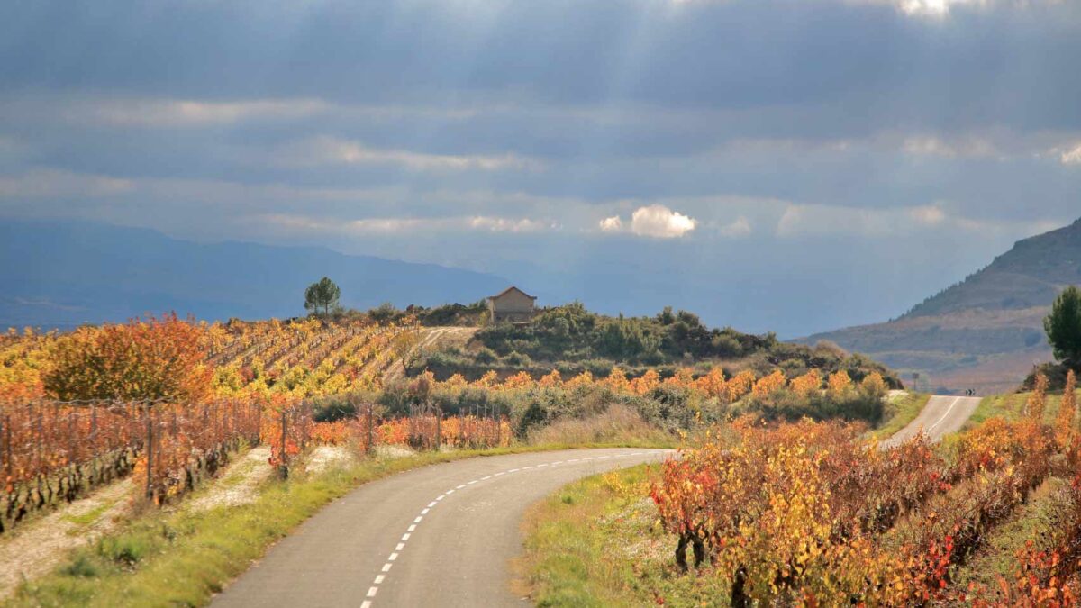 Paisaje de viñedos en La Rioja Alavesa