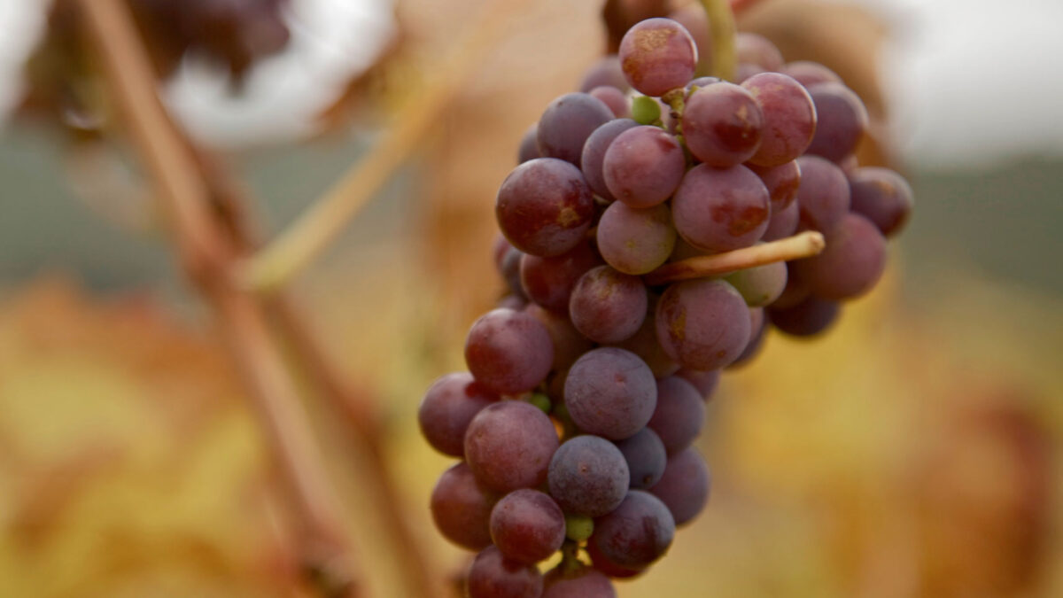 Vid de uvas en un viñedo en la Rioja Oriental