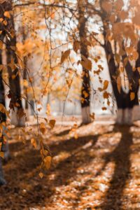 Lee más sobre el artículo Qué hacer en otoño en La Rioja: Una temporada de magia y vino