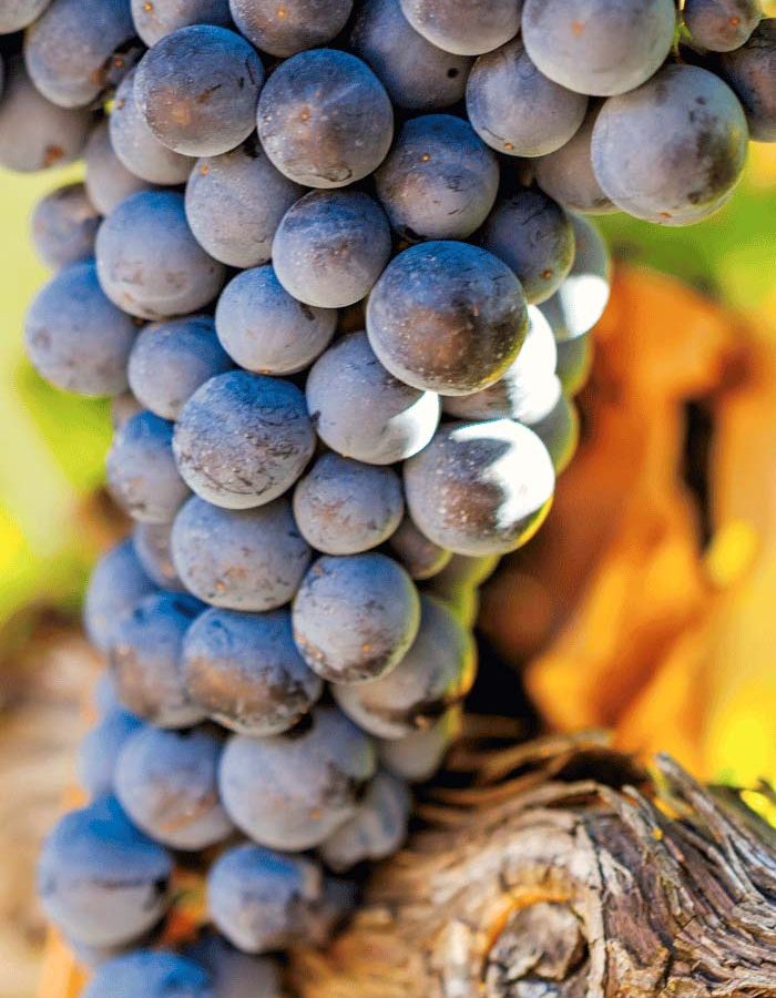 Variedad de uvas típicas de vinos tintos Rioja