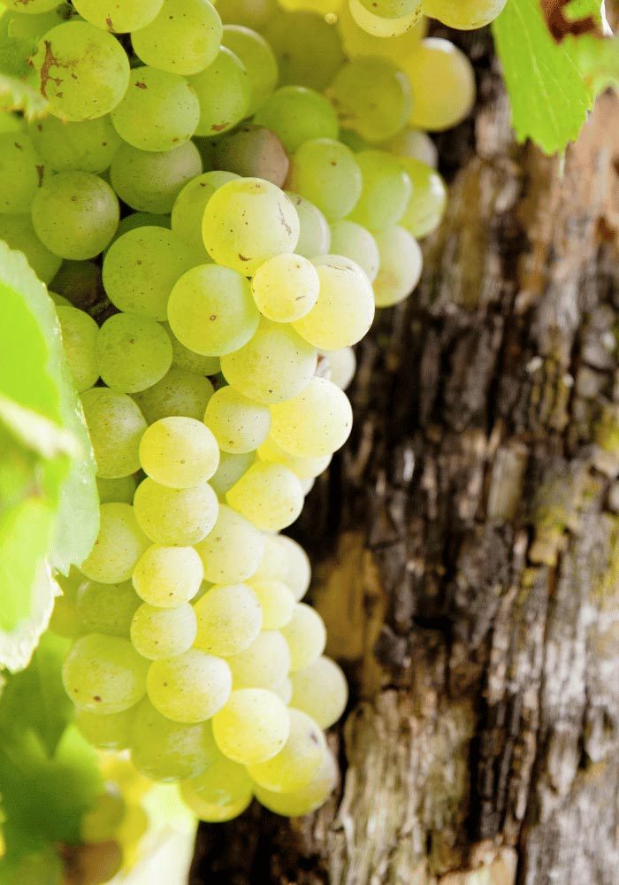 Variedad de uvas típicas de vinos blancos Rioja